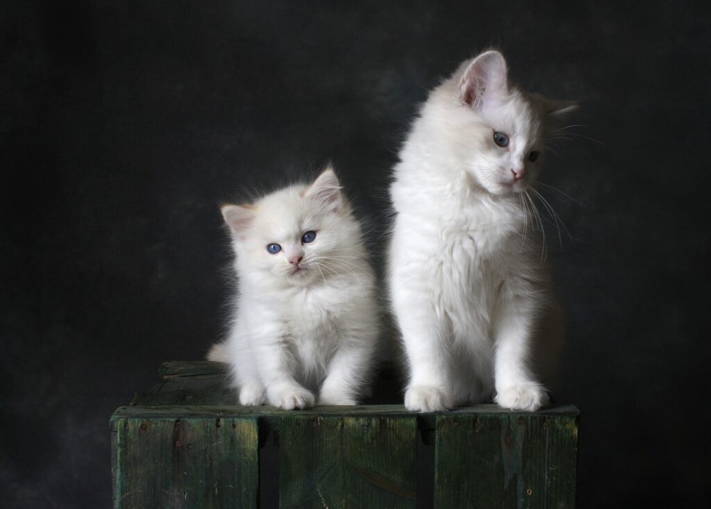 Katzenschutzverordnung im Kreis Heinsberg 1 Katzenschutzverordnung im Kreis Heinsberg Zwei weiße Kätzchen mit blauen Augen stehen auf einer Holzbox vor einem dunklen Hintergrund.